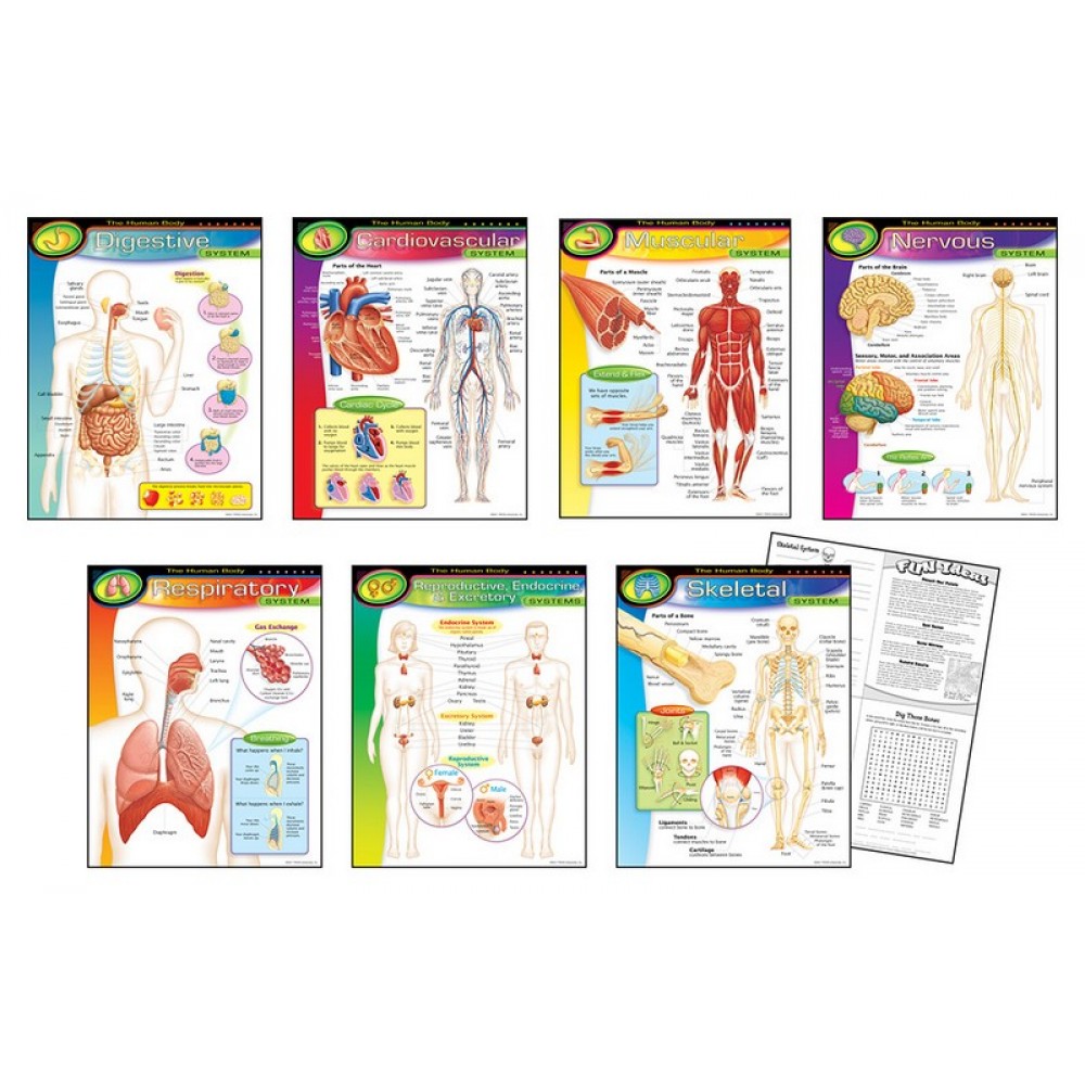 The Human Body (7 Chart Pack)